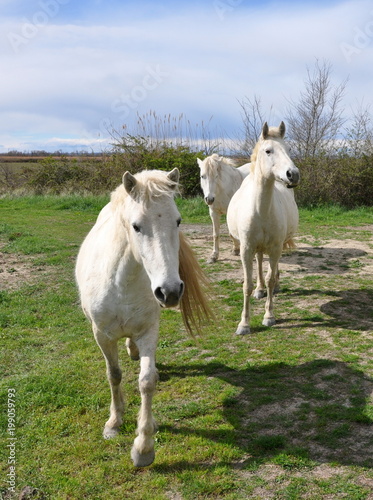 Fototapeta Naklejka Na Ścianę i Meble -  taureau et cheval de Camargue