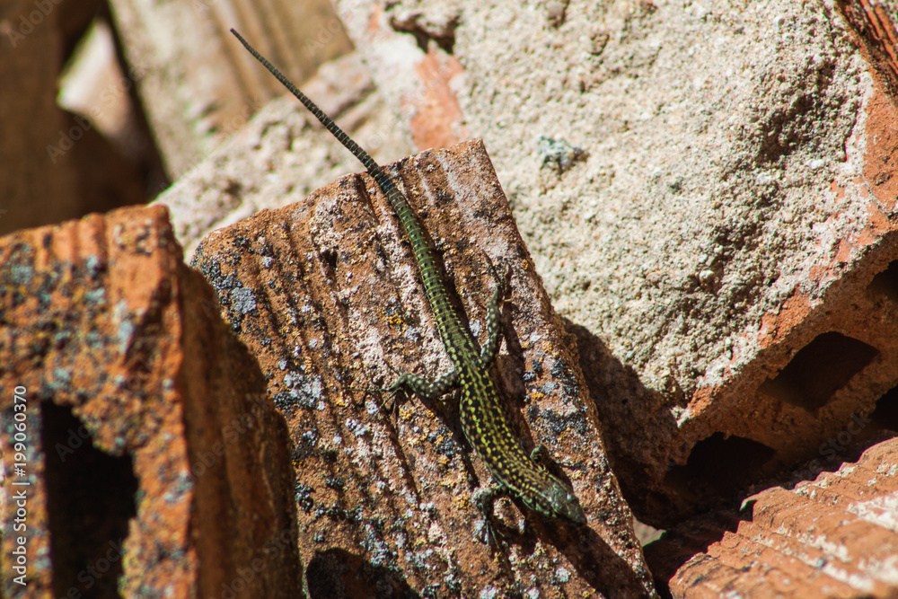 Obraz premium Wild lizard on brick