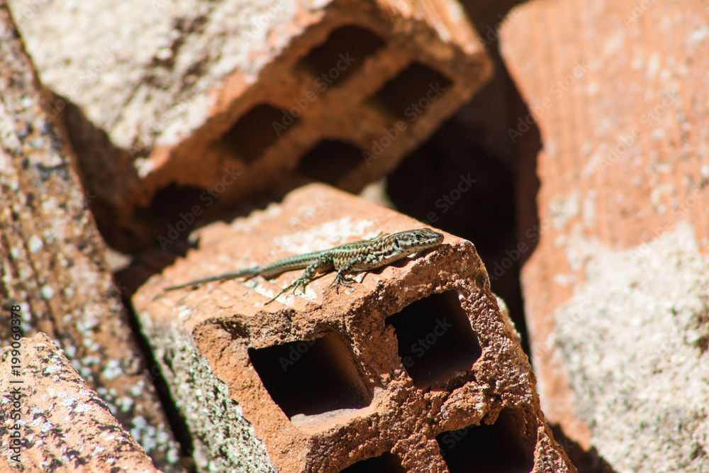 Wild lizard on brick Wild lizard on brick