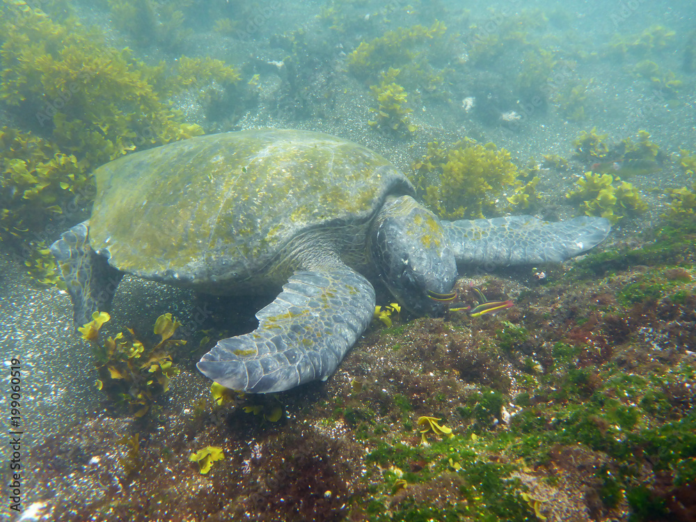 close up of giant sea turtle feeding on algae close to the shore, Galapagos