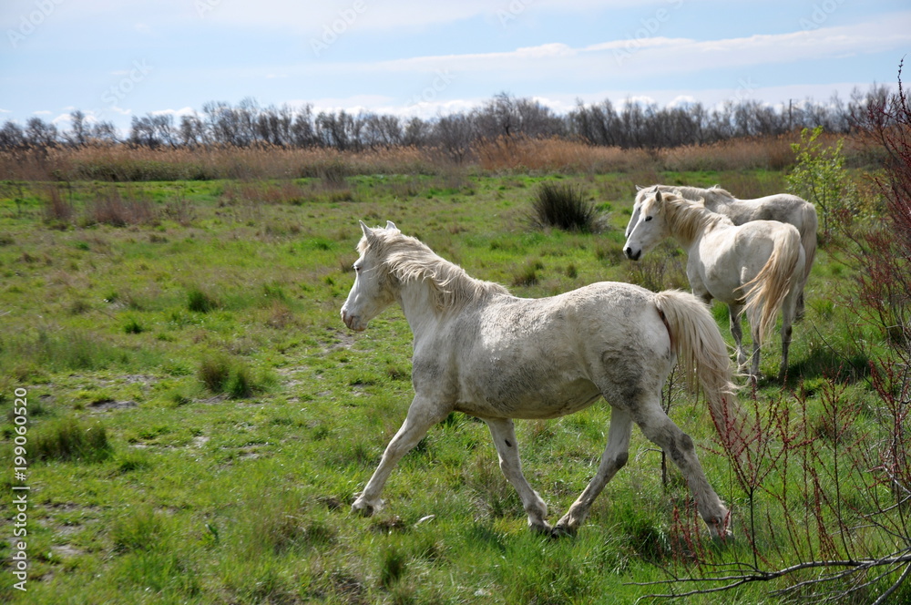 Obraz premium taureau et cheval de Camargue