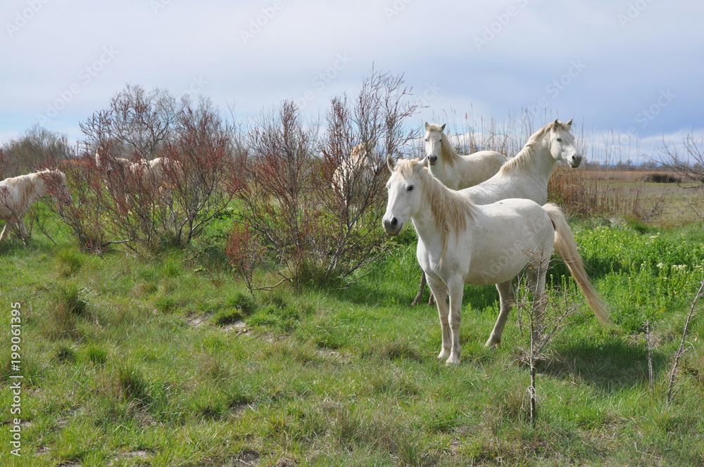 taureau et cheval de Camargue taureau et cheval de Camargue