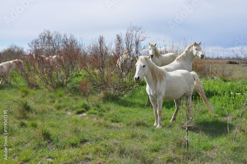 Fototapeta Naklejka Na Ścianę i Meble -  taureau et cheval de Camargue