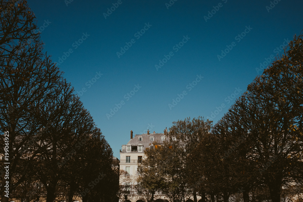 bare winter trees in paris