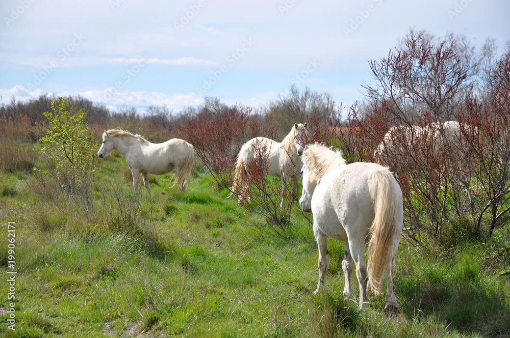 Obraz premium taureau et cheval de Camargue