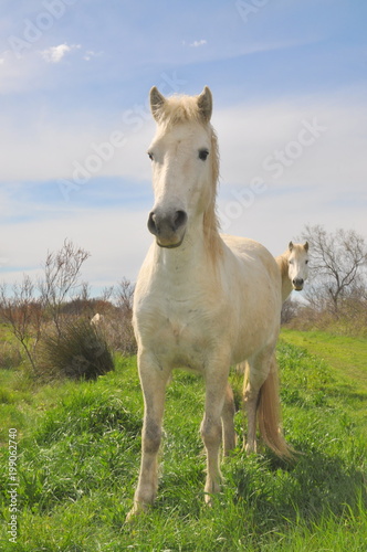 taureau et cheval de Camargue