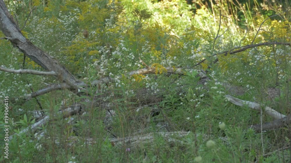 Tree branches and vegetation