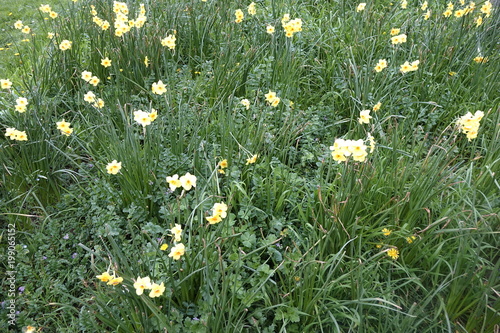 Fototapeta Naklejka Na Ścianę i Meble -  jonquilles et narcisses