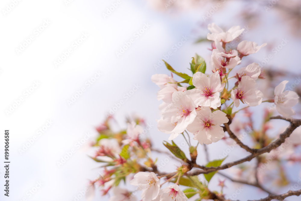 葉桜