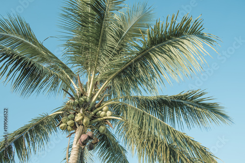 Tropical coconut trees are large and beautiful