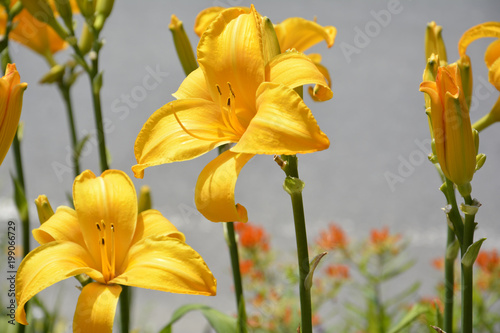 beautiful yellow day lillies