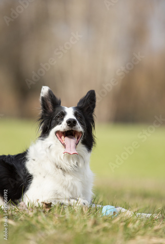 Happy border collie dog © Sharon