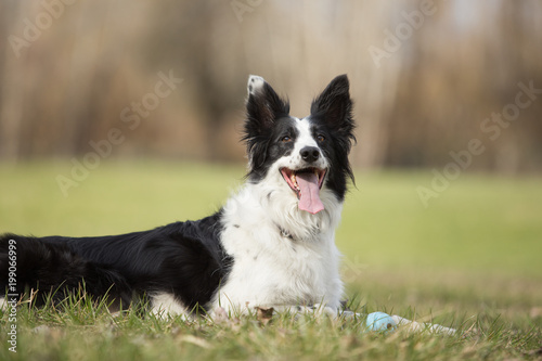 Happy border collie dog
