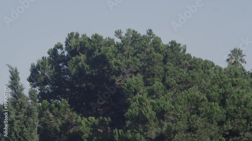 Trees Blowing in the Wind
