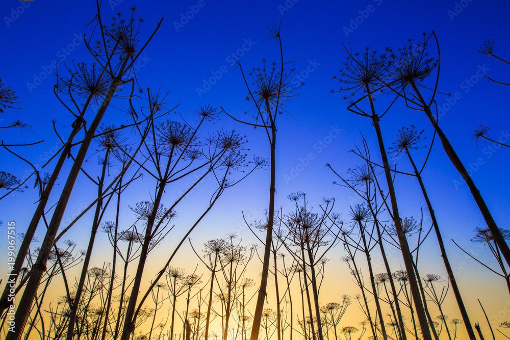 Sunrise. Dry branches of plants. Plants against the blue sky. Sunrise. Dry branches of plants. Plants against the blue sky.