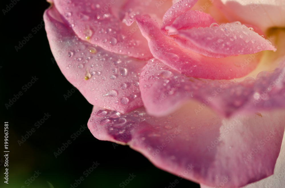 Nature Abstract: Lost in the Gentle Folds of the Delicate Rose Nature Abstract: Lost in the Gentle Folds of the Delicate Rose
