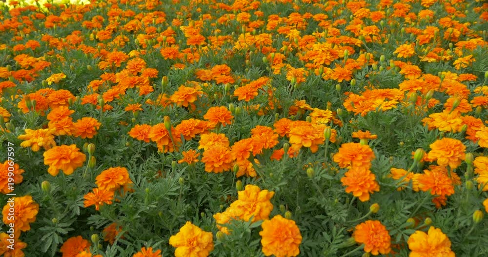 Flower bed of marigolds 