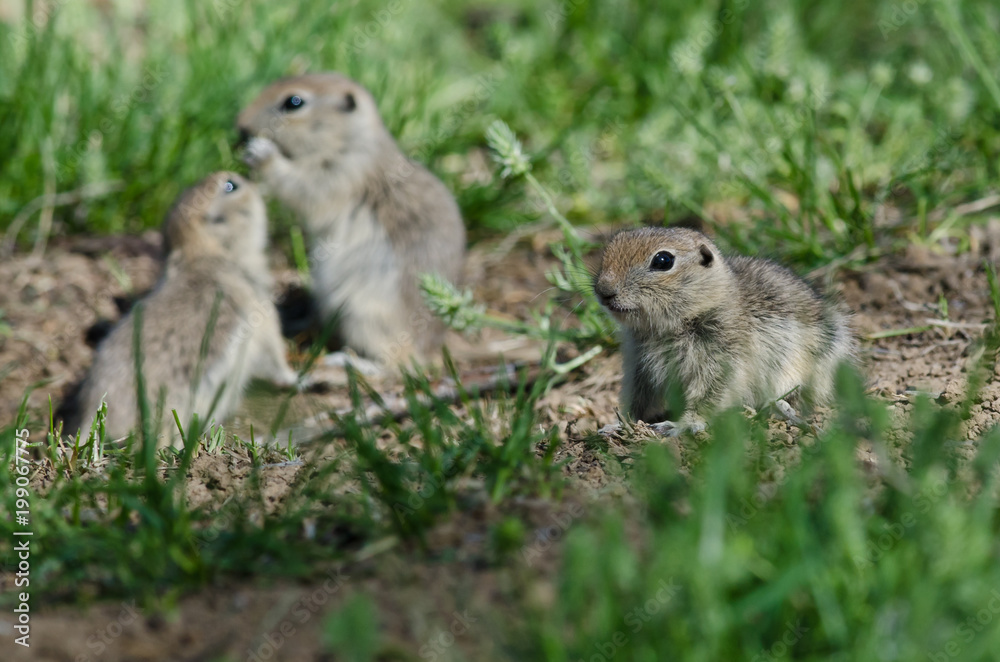 Family of Little Ground Squirrels Clustered Around Their Hole Family of Little Ground Squirrels Clustered Around Their Hole