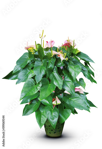 green leaves and flamingo flower in clay pot isolated white background