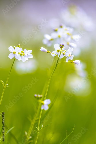 Cuckoo flower with blurred Background photo
