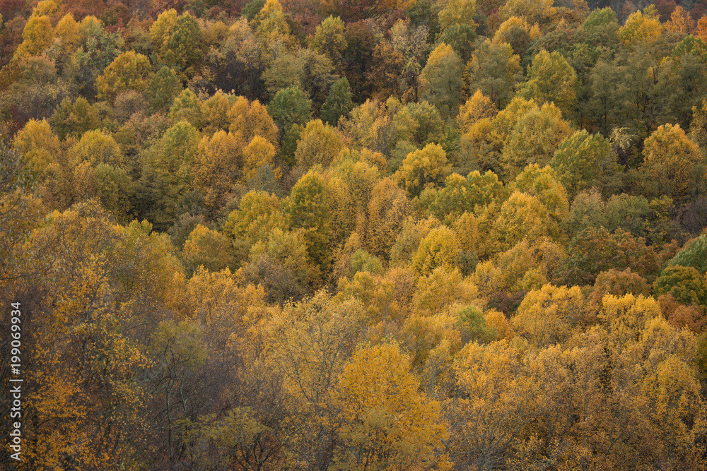 Yellow Leaf Trees 