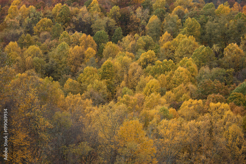 Yellow Leaf Trees 
