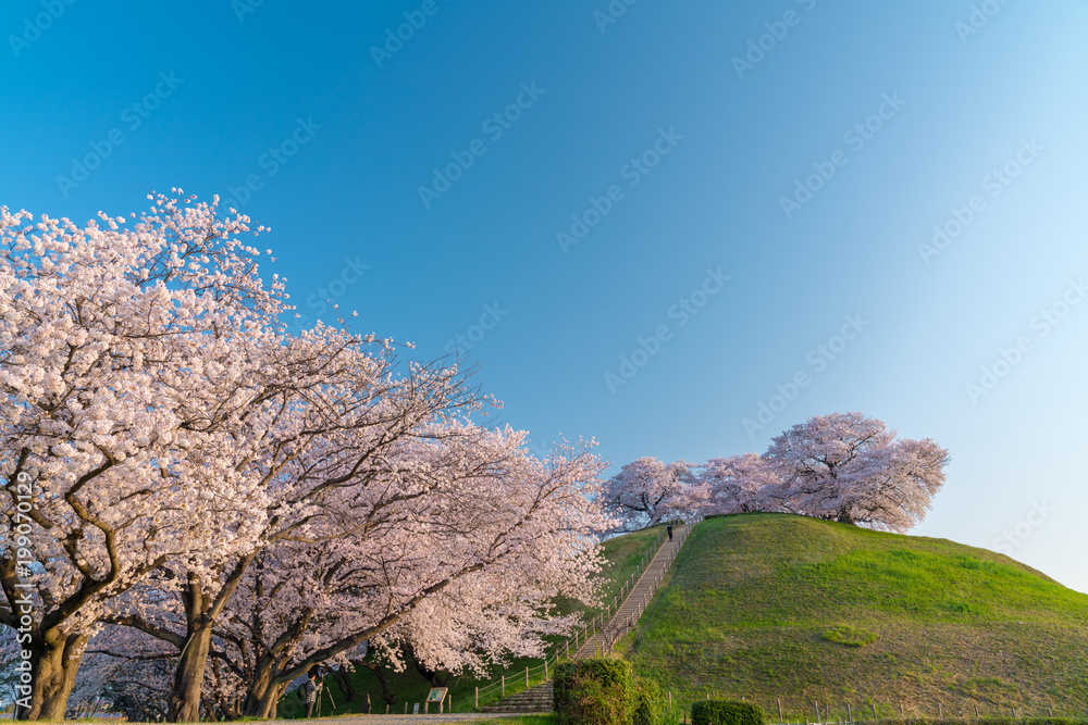 【埼玉】さきたま古墳の桜 【埼玉】さきたま古墳の桜