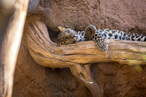 Leopard Lying Down