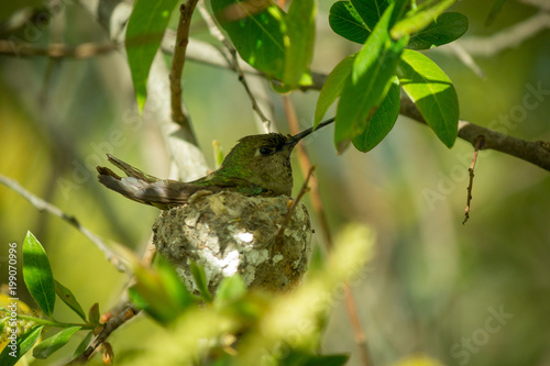 Colibri