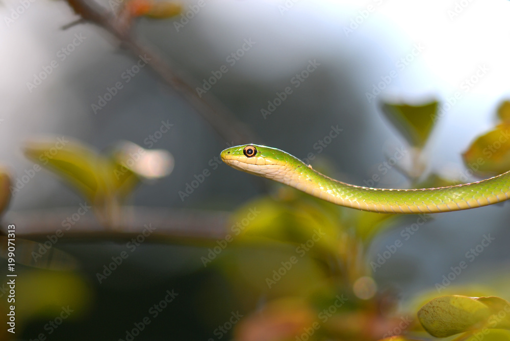 Fototapeta premium Hanging Around