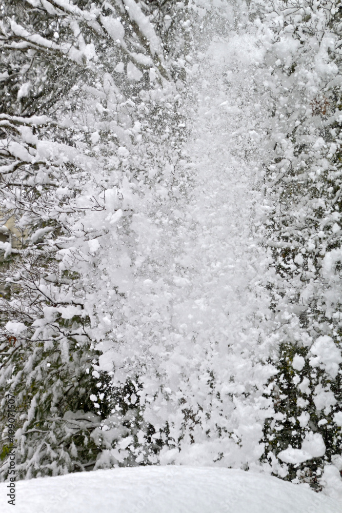 A Wintry Torrent of Snow Falling From a Tree A Wintry Torrent of Snow Falling From a Tree
