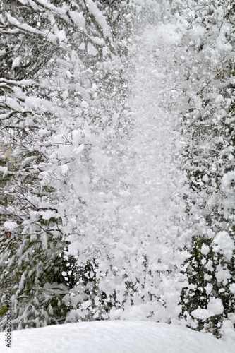 A Wintry Torrent of Snow Falling From a Tree © WideAwake