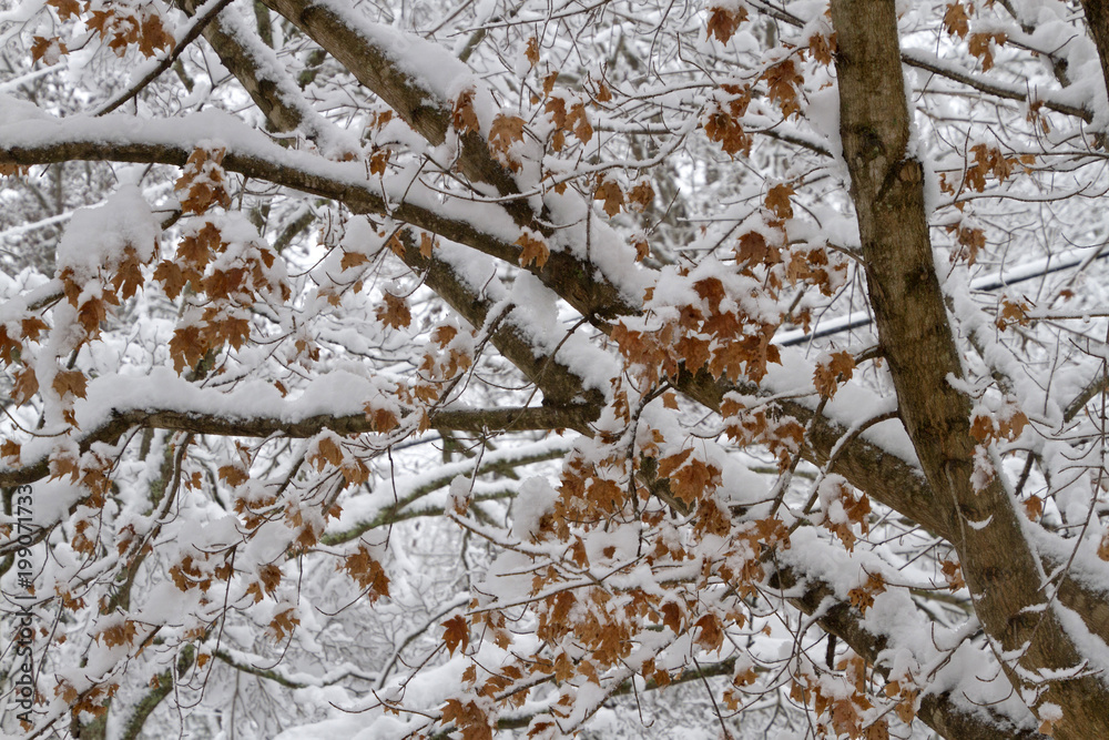 Snow Covered Russet Maple Tree Leaves and Branches Snow Covered Russet Maple Tree Leaves and Branches