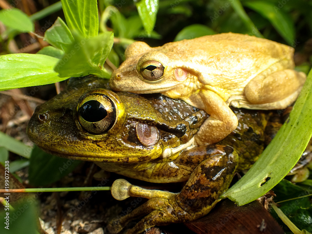 Obraz premium Cuban Tree Frog Piggyback