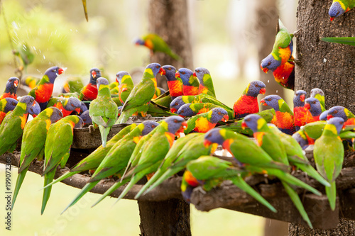 Rainbow Lorikeets Feeding