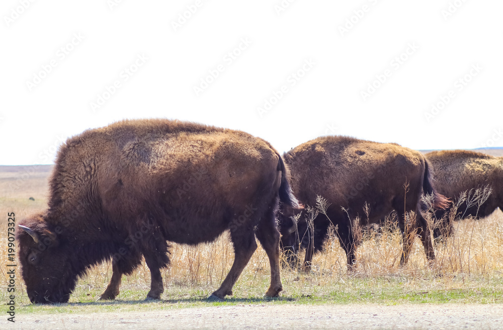 Three buffalo grazing beside the road in Tall Grass Pairie swishing their tails Three buffalo grazing beside the road in Tall Grass Pairie swishing their tails