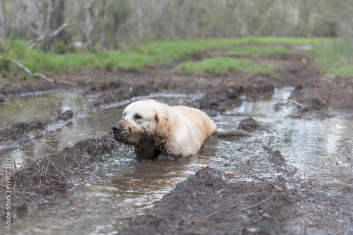Dog sitting in a mud puddle getting very muddy