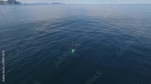 Killer whale.  (Orcinus orca).