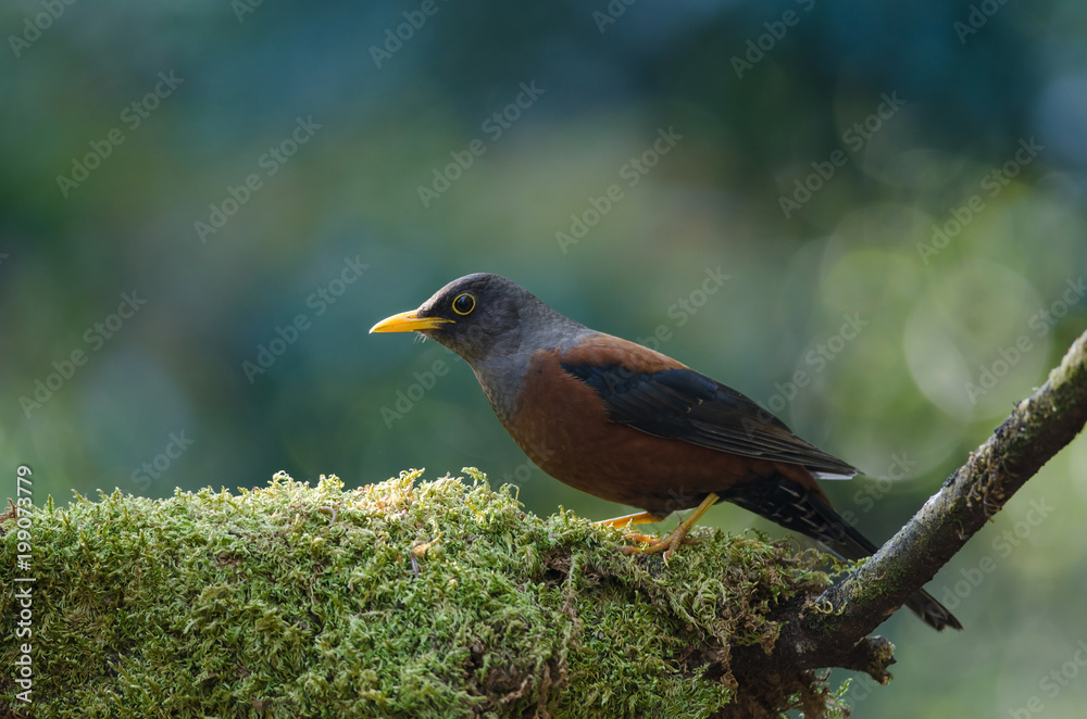 Fototapeta premium Chestnut thrush (Turdus rubrocanus) bird