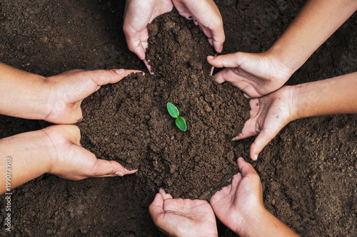 hand mater and child protection green seedling growing in soil. concept eco