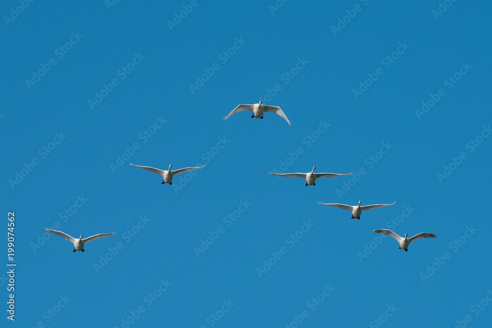 Mute Swan (Cygnus olor)