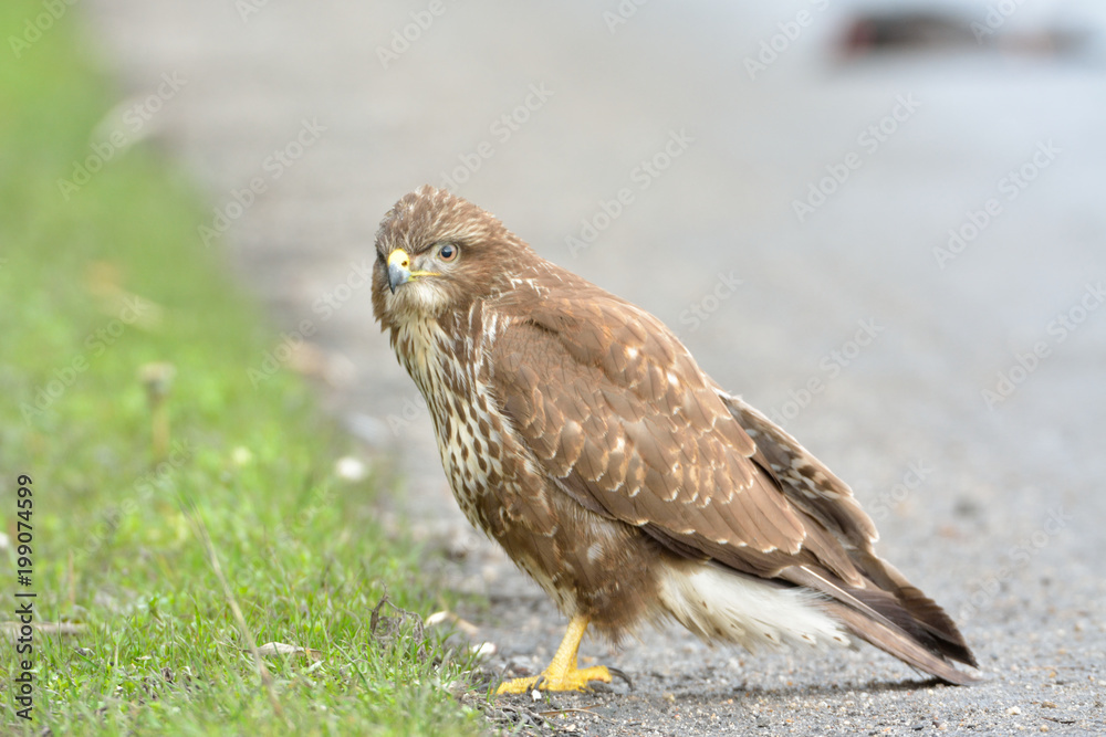 Common Buzzard (Buteo buteo) on the Ground Common Buzzard (Buteo buteo) on the Ground
