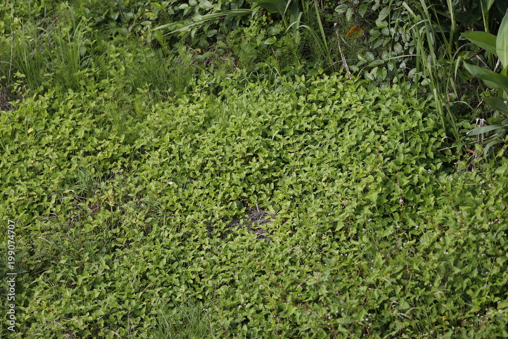 緑 植える 質感 自然 草 葉 葉 木の葉 模様 芝 ナチュラル 庭 壁 野原 サマータイム 植物 とぶ 木 新鮮 つた 伸び クローバー 牧草地 アブストラクト カーペット Stock Photo Adobe Stock