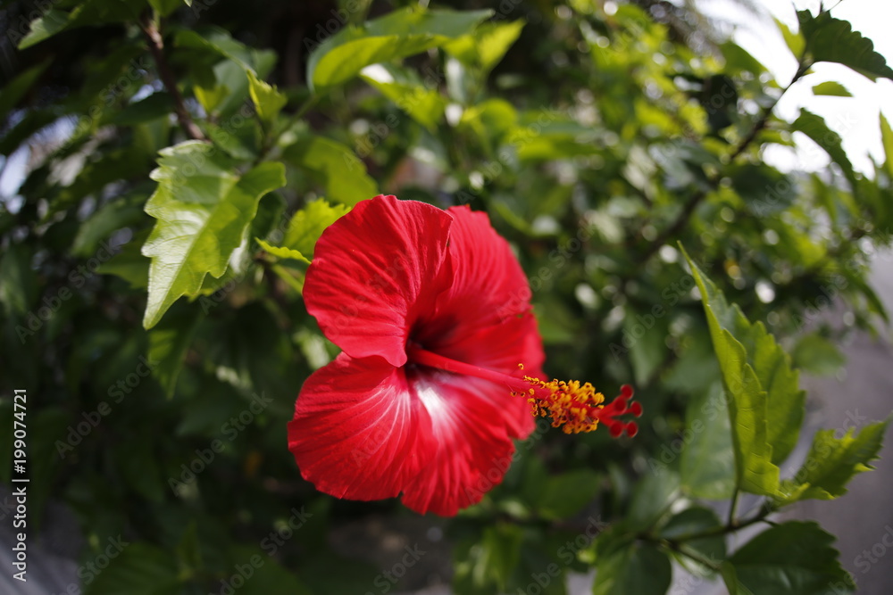 花 赤 ハイビスカス 自然 植える 緑 花 咲く 庭 植物 サマータイム トロピカル 美しさ マクロ 全盛期 ポピー 葉 フローラル 葉 ナチュラル とぶ 雄しべ 色 花びら Stock 写真 Adobe Stock