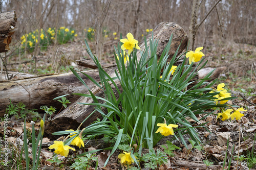 Fototapeta Naklejka Na Ścianę i Meble -  Yellow daffodils in the woods next to a tree log