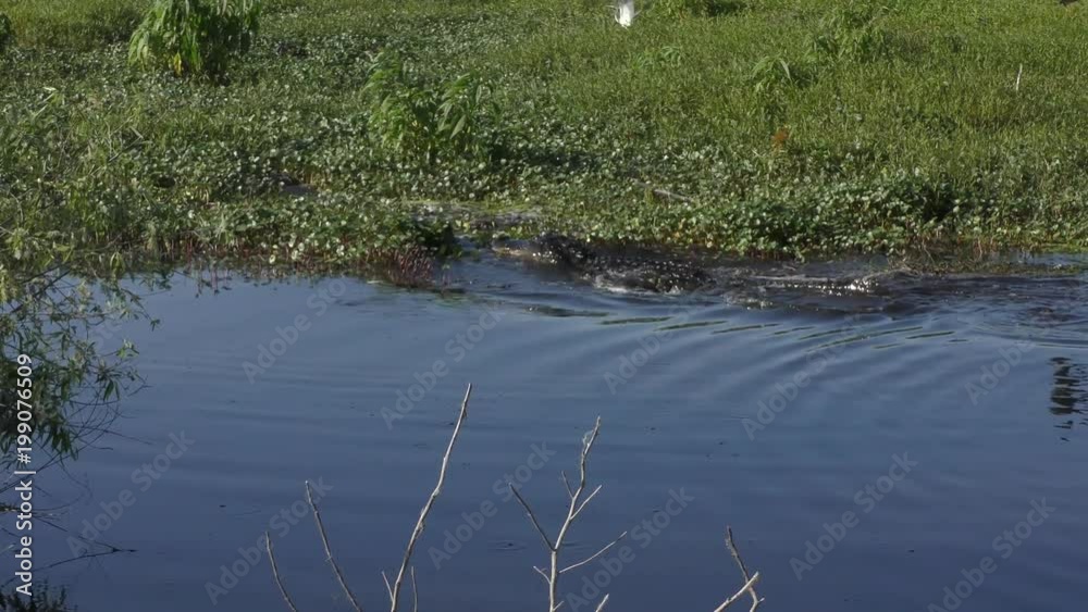 American alligators in the spring