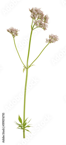 Valerian, Valeriana sambucifolia isolated on white background photo