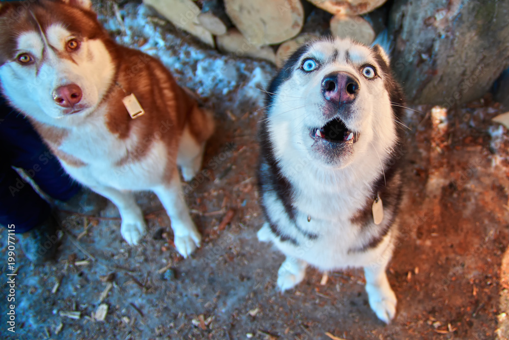 Husky howling funny hotsell
