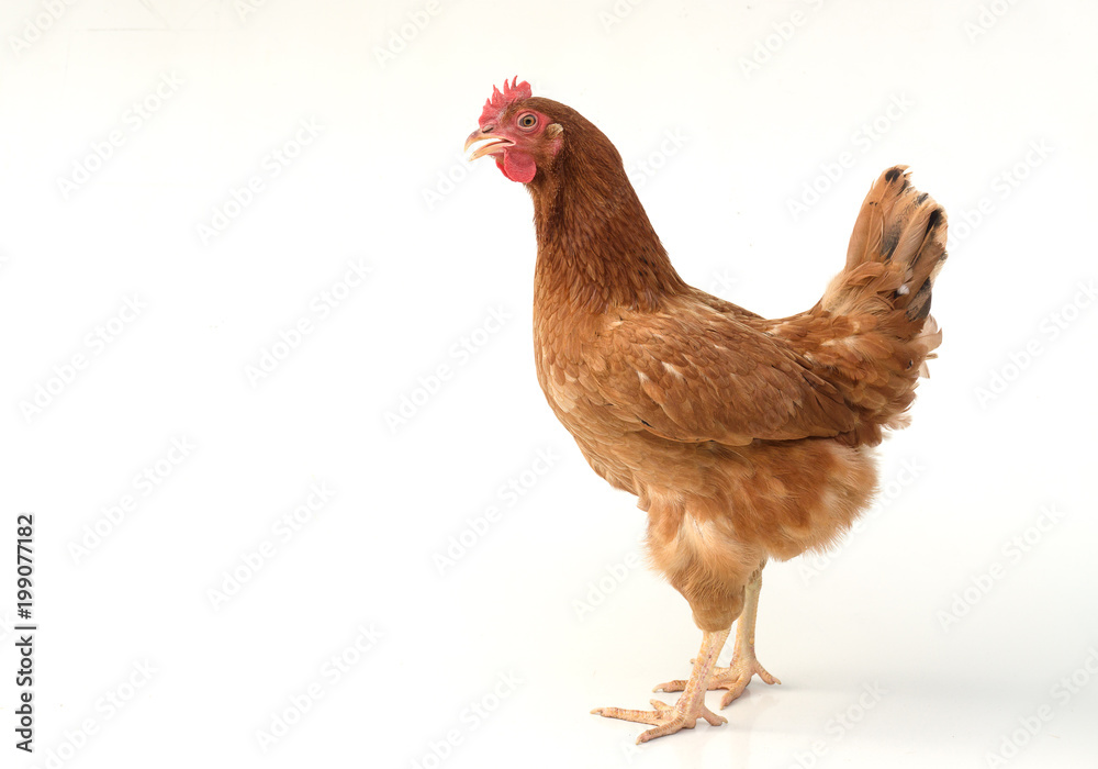 Fototapeta premium brown hen walking isolated on white, studio shot,chicken