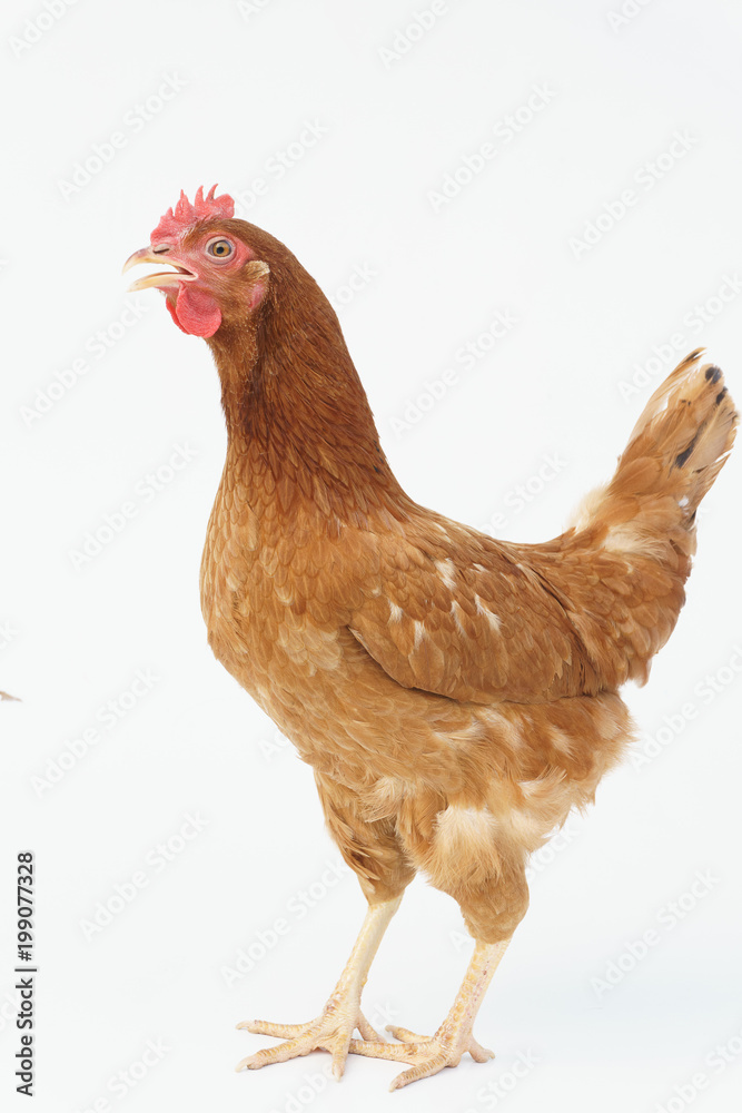 Fototapeta premium brown hen walking isolated on white, studio shot,chicken